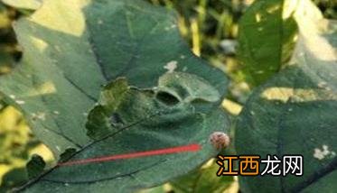 茄子灰霉病的发病原因 茄子灰霉病发病原因是什么