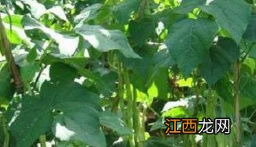 菜豆生长期是多少天 菜豆生长过程图片七天