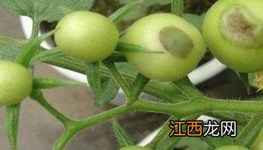 番茄脐腐病发生的原因及防治方法 西红柿脐腐病用什么药疗效最快