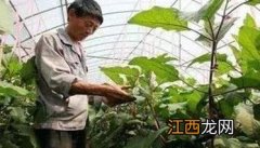 茄子双干整枝方法简介 茄子双干整枝方法简介图片