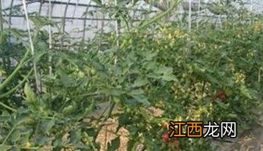 越冬茬番茄栽培技术要点介绍 越冬茬番茄栽培技术