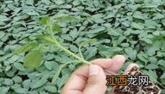 越冬茬番茄栽培技术要点介绍 越冬茬番茄栽培技术