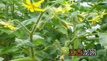 秋番茄怎么种 秋番茄怎么种才能发芽