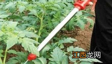 秋番茄怎么种 秋番茄怎么种才能发芽