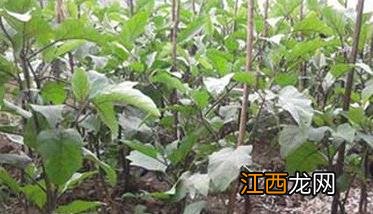 夏茄子定植后怎样浇水 夏茄子定植后怎样浇水最好