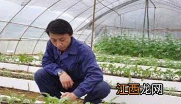 樱桃番茄怎么种植方法 樱桃番茄怎么种