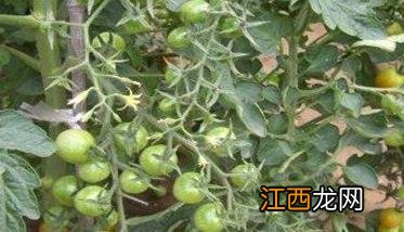 樱桃番茄怎么种植方法 樱桃番茄怎么种