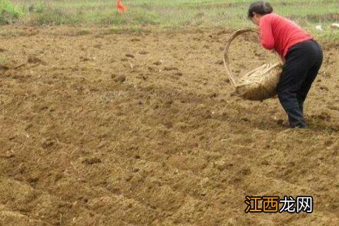 豆角结荚期怎样施肥 豆角结荚期施什么肥