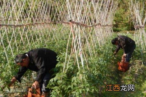 六月份种豆角晚不晚 5月份种豆角晚不晚