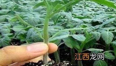 樱桃番茄栽培技术要点总结 樱桃番茄栽培技术要点