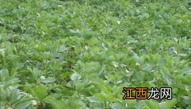 蚕豆种植条件与种植方法 蚕豆种植技术与方法