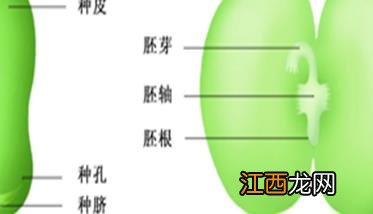 生物蚕豆种子结构图 蚕豆种子结构图