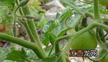 西红柿种植搭架 西红柿无支架栽培技术与步骤