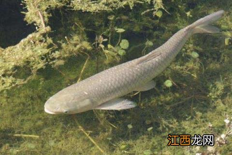 草鱼生长周期表 草鱼生长周期