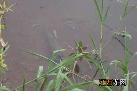 草鱼生长周期表 草鱼生长周期