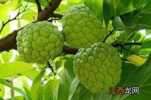 释迦果防果蝇虫用什么袋 释迦果虫害防治