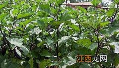 大棚茄子栽培应如何整地和施基肥 大棚茄子施肥技术