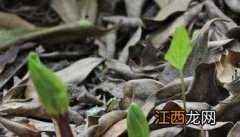 云南药材种植项目哪种最好 云南种植什么药材最赚钱