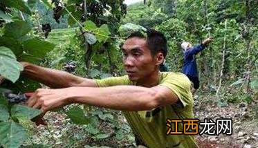 葛根种植技术与管理的主要方法与步骤