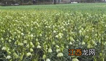 浙贝母种植技术与田间栽培管理方法有哪些 浙贝母种植技术与田间栽培管理方法