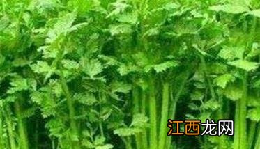 西芹和芹菜的区别图片 西芹和芹菜的区别