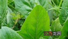 菠菜子的功效与作用及食用方法禁忌 菠菜子的功效与作用