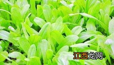 油麦菜怎么种 夏天油麦菜怎么种