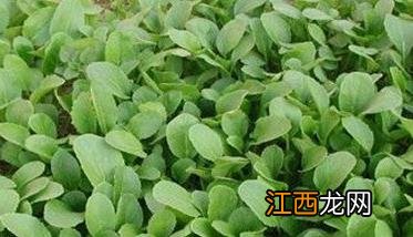 油麦菜怎么种 夏天油麦菜怎么种