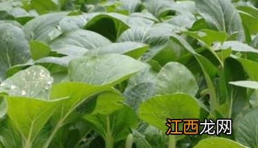 小白菜种植技术与栽培方法 小白菜种植方法和种植技术