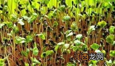 越冬芹菜什么时候育苗 越冬芹菜什么时候育苗合适