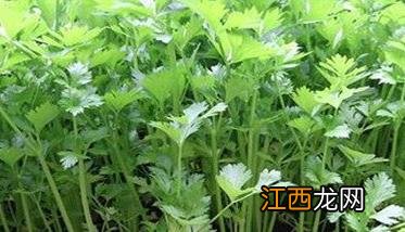 越冬芹菜什么时候育苗 越冬芹菜什么时候育苗合适