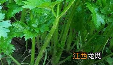 西芹定植后怎么管理 西芹定植后怎么管理最好