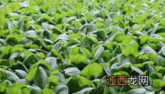 油菜如何施肥效果好 油菜如何施肥