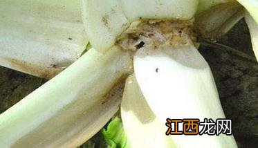 白菜软腐病的防治措施 防治白菜软腐病有办法