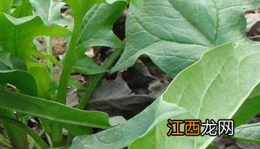 菠菜追肥浇水方法 菠菜浇什么肥料