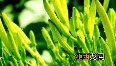 黄花菜春季管理 黄花菜冬季管理应做哪些工作