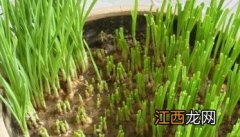 盆栽大蒜的正确方法 盆栽大蒜的种植方法与技术要点