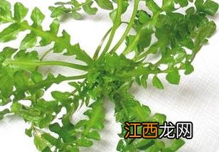 荠菜的营养价值有哪些？ 荠菜的营养价值有哪些