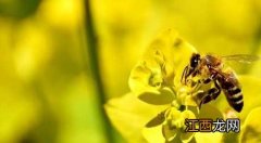 侦查蜂一般有几个 普通工蜂和侦查蜂怎么区分