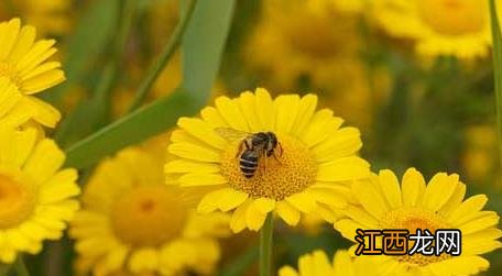 蜜蜂是害虫还是益虫它是捉什么虫的 蜜蜂是害虫还是益虫