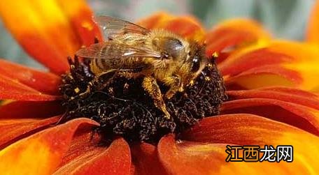 蜜蜂是害虫还是益虫它是捉什么虫的 蜜蜂是害虫还是益虫