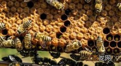 冬天蜂吃什么如何过冬 什么时候喂越冬蜂效果最好