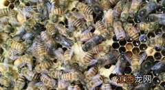 蜜蜂秋繁会不会分蜂 蜜蜂秋繁一脾蜂能出几框