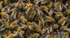蜜蜂秋繁多少天为好 蜜蜂秋繁起止时间及繁蜂技巧