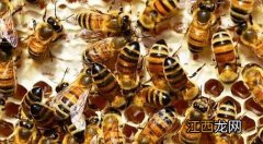 意大利蜂定地饲养技术 适合定地养殖的意蜂品种