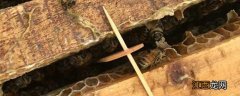 巢虫清木片对蜂蜜有影响吗 巢虫清木片对蜂蜜有影响么