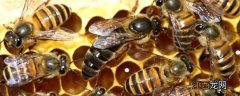 网上购买蜂王如何介入蜂群 网上买的蜂王怎么介入蜂群