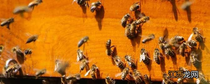 蜜蜂合群要几个小时 蜜蜂合群多久才能放出来