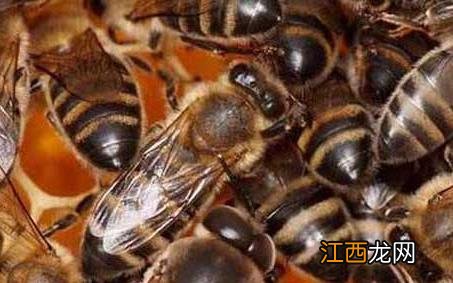 北方中蜂 北方中蜂怎么过冬