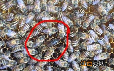 北方中蜂 北方中蜂怎么过冬